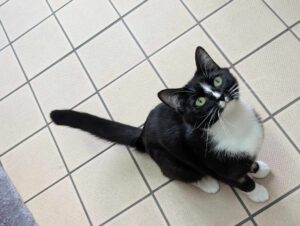 Pet Image